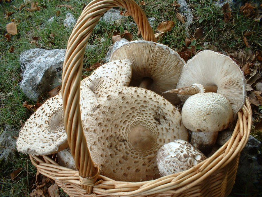 primi ritrovamenti